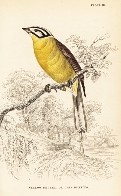 Kappespurv, Emberiza capensis (Gulbuget, Fringillaria capensis) af William Home Lizars