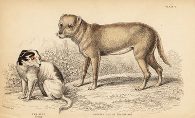 Bærerhund af indianerne eller Techichi fra Mexico, forfader til chihuahuaen, Canis lupus familiaris, og en ung Alco-hund, Yzi-cuinte potzotli i Mexico, Canis lupus familiaris (Canis alco) af William Home Lizars