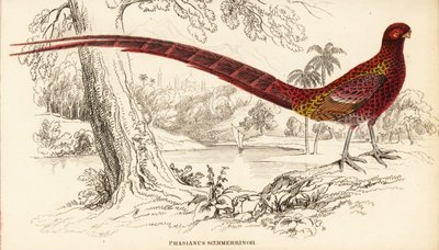 Kobberfasan eller Soemmerrings fasan, Syrmaticus soemmerringii (Phasianus soemmerringii) af William Home Lizars