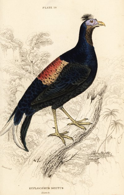 Crested fireback, Lophura ignita, han (Macartney-hanen, Euplocomus ignitas) af William Home Lizars