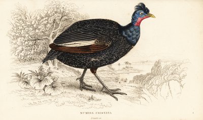 Toppet perlehøne, Guttera pucherani (Numida cristata) af William Home Lizars