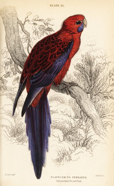 Crimson rosella, Platycercus elegans af William Home Lizars