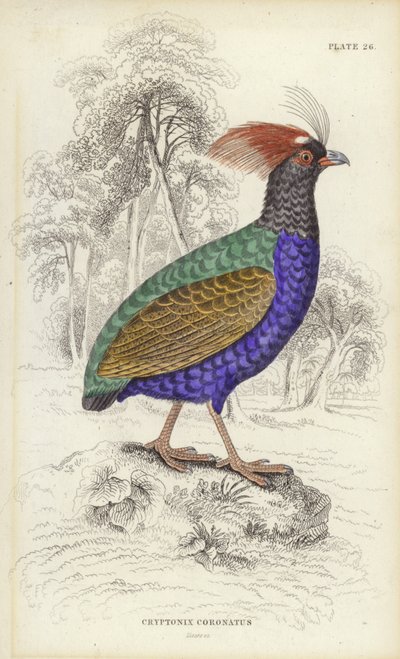Cryptonix Coronatus af William Home Lizars