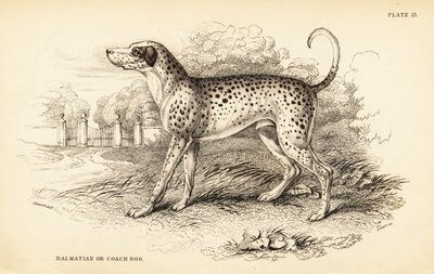 Dalmatisk hund eller kuskhund, Canis lupus familiaris af William Home Lizars