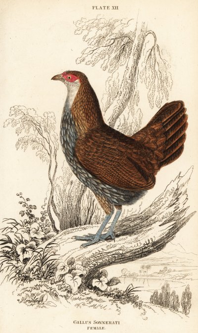Hun grå junglefugl eller Sonnerats junglefugl, Gallus sonneratii (Gallus sonnerati) af William Home Lizars