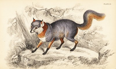 Gråræv, Urocyon cinereoargenteus af William Home Lizars