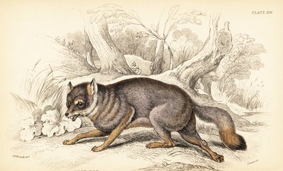 Grå ræv eller grå ræv, Urocyon cinereoargenteus (Vulpes cinereus) af William Home Lizars