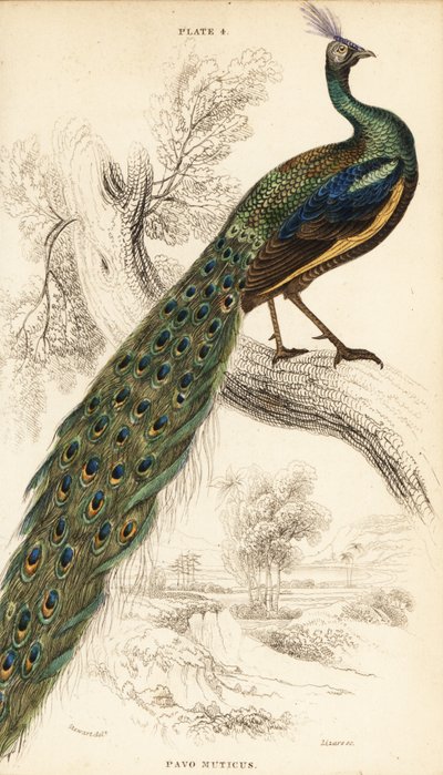 Grøn påfugl, Peacock muticus af William Home Lizars