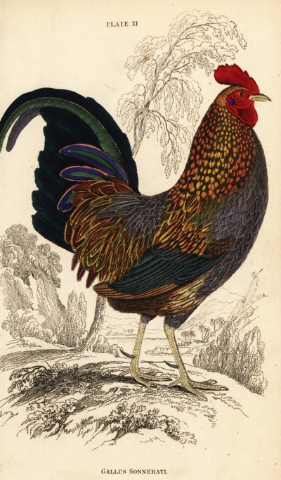 Grå junglefugl eller Sonnerats junglefugl, Gallus sonneratii (Gallus sonnerati) af William Home Lizars