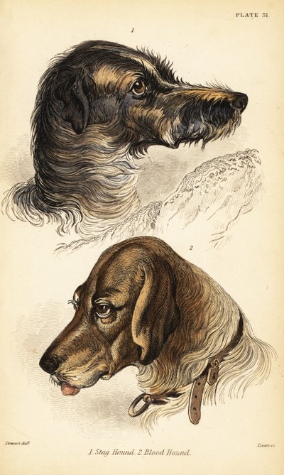 Hoveder af en kronhjort 1 og blodhund 2, Canis lupus familiaris (Canis sagaces og Canis sanguinarius) af William Home Lizars
