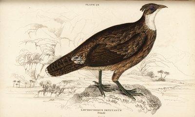 Himalaya Monal, Hun, Lophaphorus impaneus af William Home Lizars