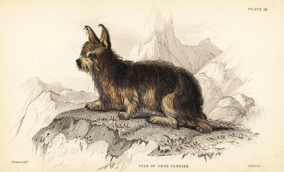 Isle of Skye terrier, Canis ulvehund (Canis terrarius) af William Home Lizars
