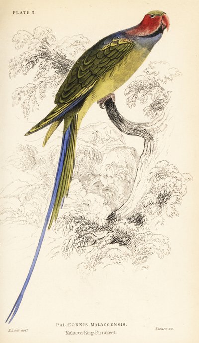 Langhalet parakit, Psittacula longicauda af William Home Lizars