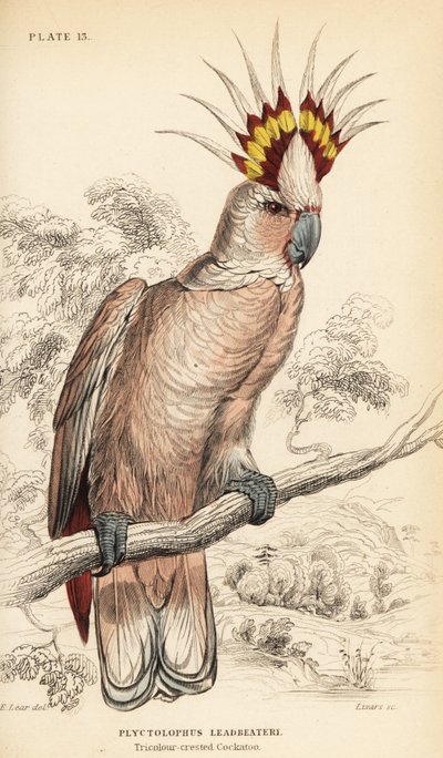 Major Mitchells kakadue, Lophochroa leadbeateri af William Home Lizars