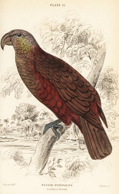 New Zealand kaka, Nestor meridionalis af William Home Lizars