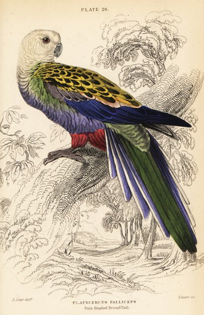 Bleghovedet rosella (palliceps), Platycercus adscitus palliceps af William Home Lizars