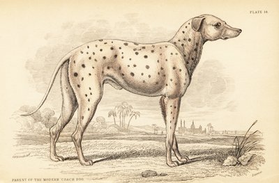 Forælder til den moderne kuskehund, Canis lupus familiaris af William Home Lizars