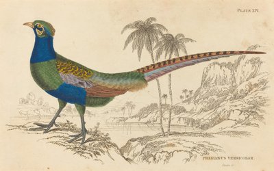 Phasianus Versicolor. af William Home Lizars
