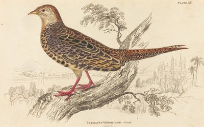 Phasianus Versicolor - Hun af William Home Lizars
