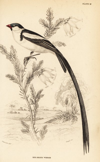 Pin-tailed whydah, Vidua macroura (rødnæbbet whidah, Vidua erythrorhynchus) af William Home Lizars