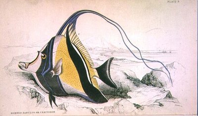 Plade 9 Horned Zanchus eller Chaetodon graveret af kunstneren fra 