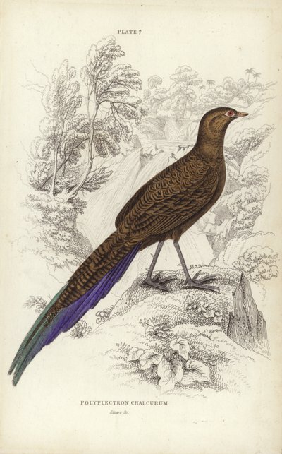 Polyplectron Chalcurum af William Home Lizars