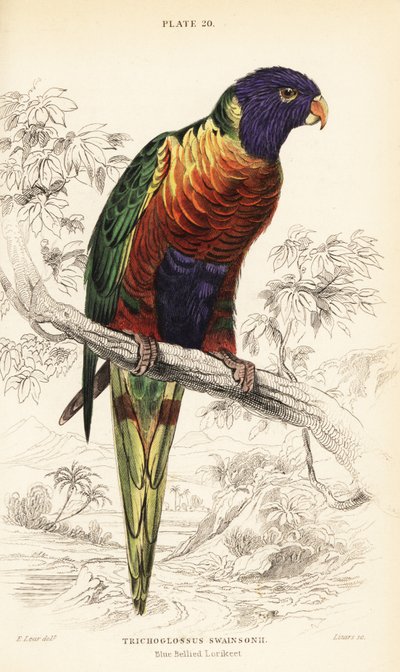 Regnbue lorikeet, Trichoglossus moluccanus af William Home Lizars
