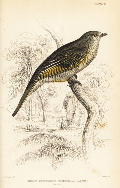 Rødskuldret gøgefugl, hun, Campephaga phoenicea af William Home Lizars
