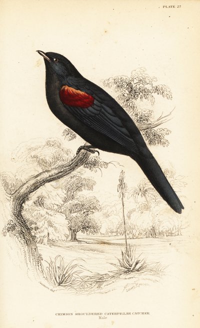 Rødskuldret gøgefugl, han, Campephaga phoenicea af William Home Lizars