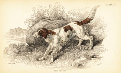 Setter, Ulvefamiliehund (Hundeindeks) af William Home Lizars