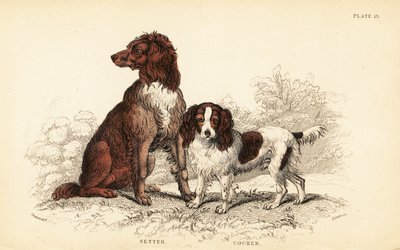 Setter og cocker spaniel, Canis ulvefamilie af William Home Lizars