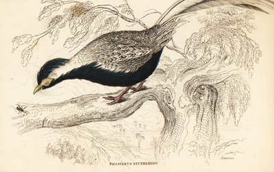 Sølvfasan, Lophura nycthemera (Phasianus nycthemerus) af William Home Lizars