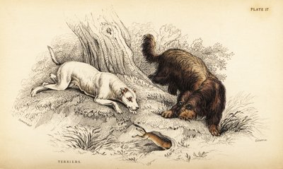 Glatbelagt terrier og skotsk eller trådhåret terrier, Canis lupus familiaris (Canis terrarius) af William Home Lizars