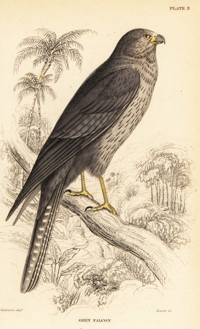 Sodfalk, Falco concolor af William Home Lizars