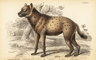 Plettet hyæne eller latterhyæne, Crocuta crocuta (Hyaena crocuta) af William Home Lizars
