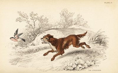 Springer eller engelsk springer spaniel, Canis lupus familiaris af William Home Lizars