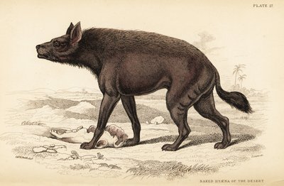Stribet hyæne, Hyaena hyaena (Nøgen hyæne i ørkenen, Hyaena vulgaris) af William Home Lizars