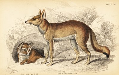 Syrisk ræv eller Taaleb, Vulpes thaleb (eller Blanfords ræv, Vulpes cana?) og egyptisk ræv eller Sabora, Vulpes vulpes niloticus af William Home Lizars