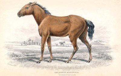 Tarpan, 1830 af William Home Lizars