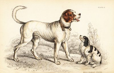 Alpe- eller St. Bernard-hunden, Canis lupus familiaris, og King Charles spaniel, Canis lupus familiaris (Canis extrarius) af William Home Lizars