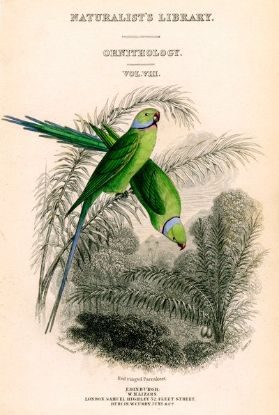 The Naturalists Library, Ornithology Vol VIII, Red ringed Parrakeet, c1833-1865. af William Home Lizars