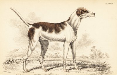 Den orientalske hund, Canis lupus familiaris af William Home Lizars