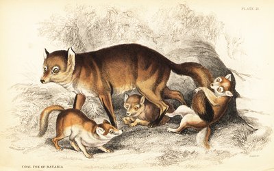 Sort af rødræv, Vulpes vulpes, med unger (Kulræv fra Bayern, Vulpes alopex) af William Home Lizars