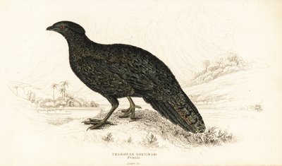 Western tragopan eller western horned tragopan, hun, Tragopan melanocephalus af William Home Lizars