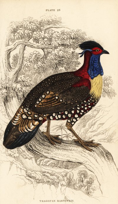 Western tragopan eller western horned tragopan, han, Tragopan melanocephalus af William Home Lizars