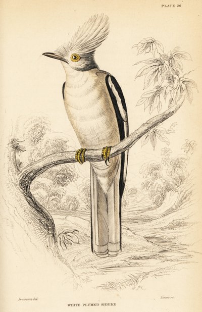 Hvid-crested helmetshrike, Prionops plumatus af William Home Lizars