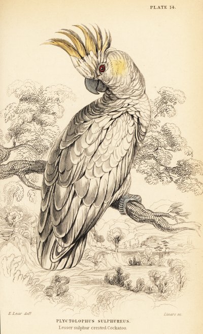Gul-kakadue, Cacatua sulphurea af William Home Lizars