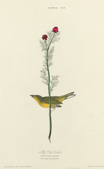 Selbys Fluefanger af William Home Lizars after John James Audubon