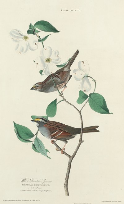 Hvidstrubet Spurv af William Home Lizars after John James Audubon