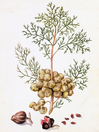 Cypress Leaf og nødder af William Hooker